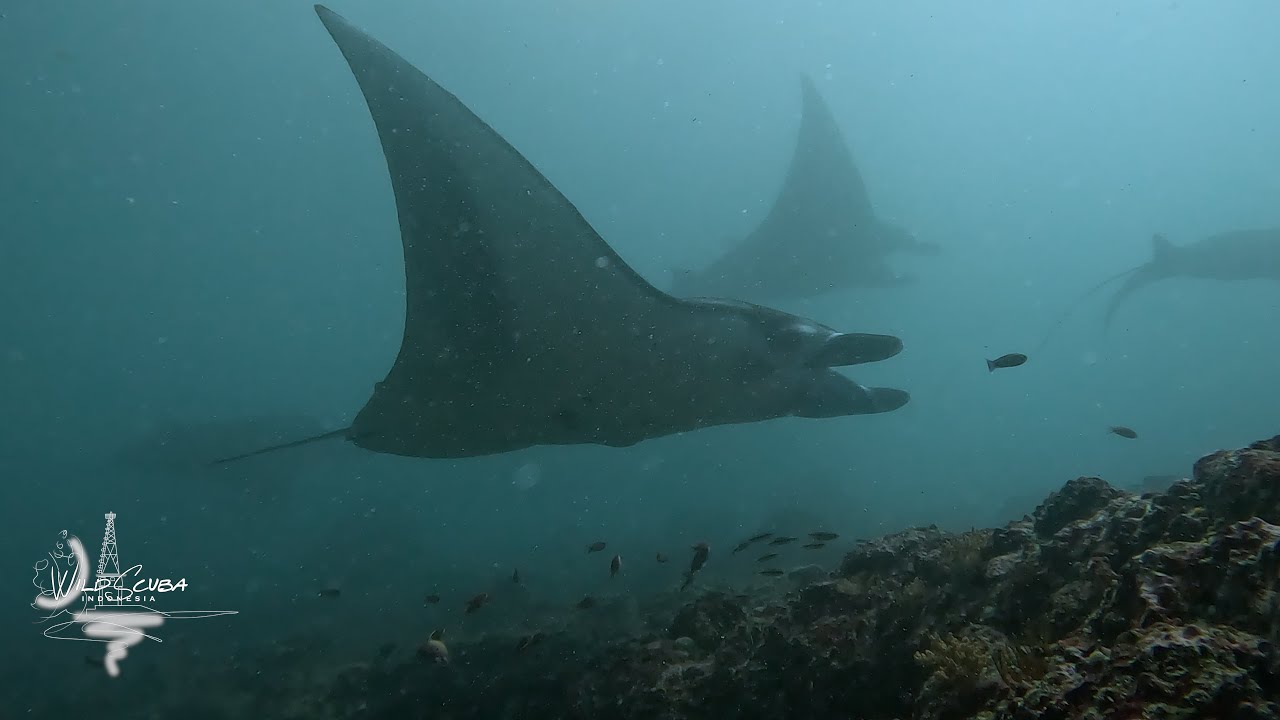 More & More Mantas Showing Up Every Trip!!!