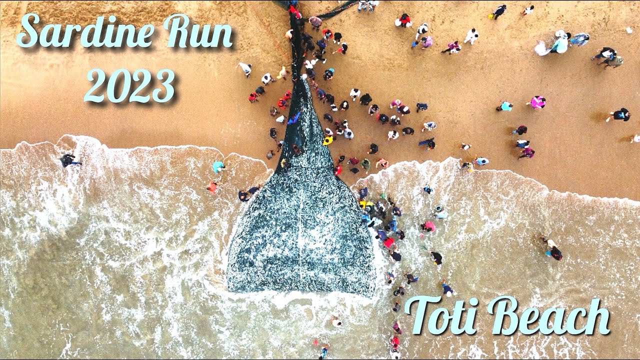 Sardine Run 2023 || Toti Beach