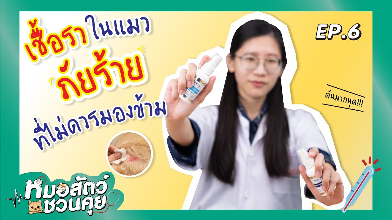 เชื้อราในแมว ภัยร้ายที่ไม่ควรมองข้าม | หมอสัตว์ชวนคุย EP.6