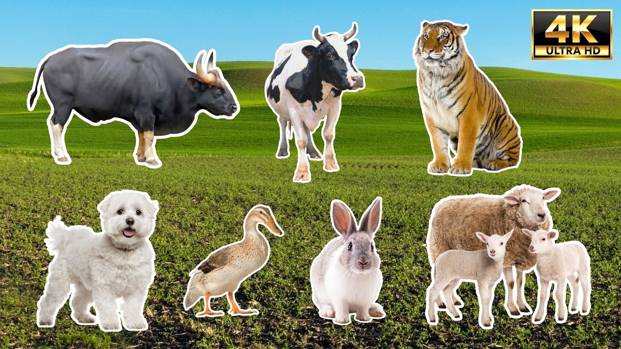 Hear 100 Animals Like Never Before | 4K UHD Wildlife | Age Animals