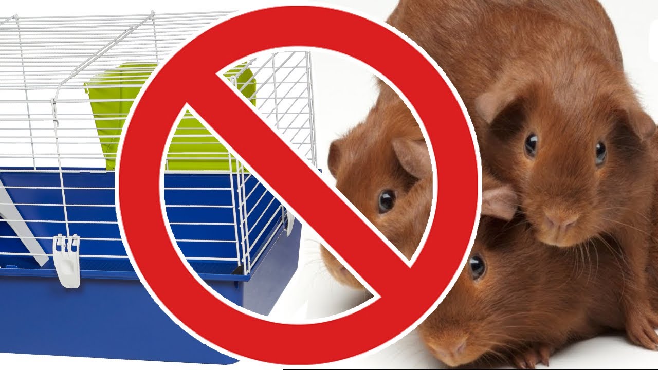 Dinge die man NICHT mit Meerschweinchen tun sollte,... oder doch? - Meerie Mythen