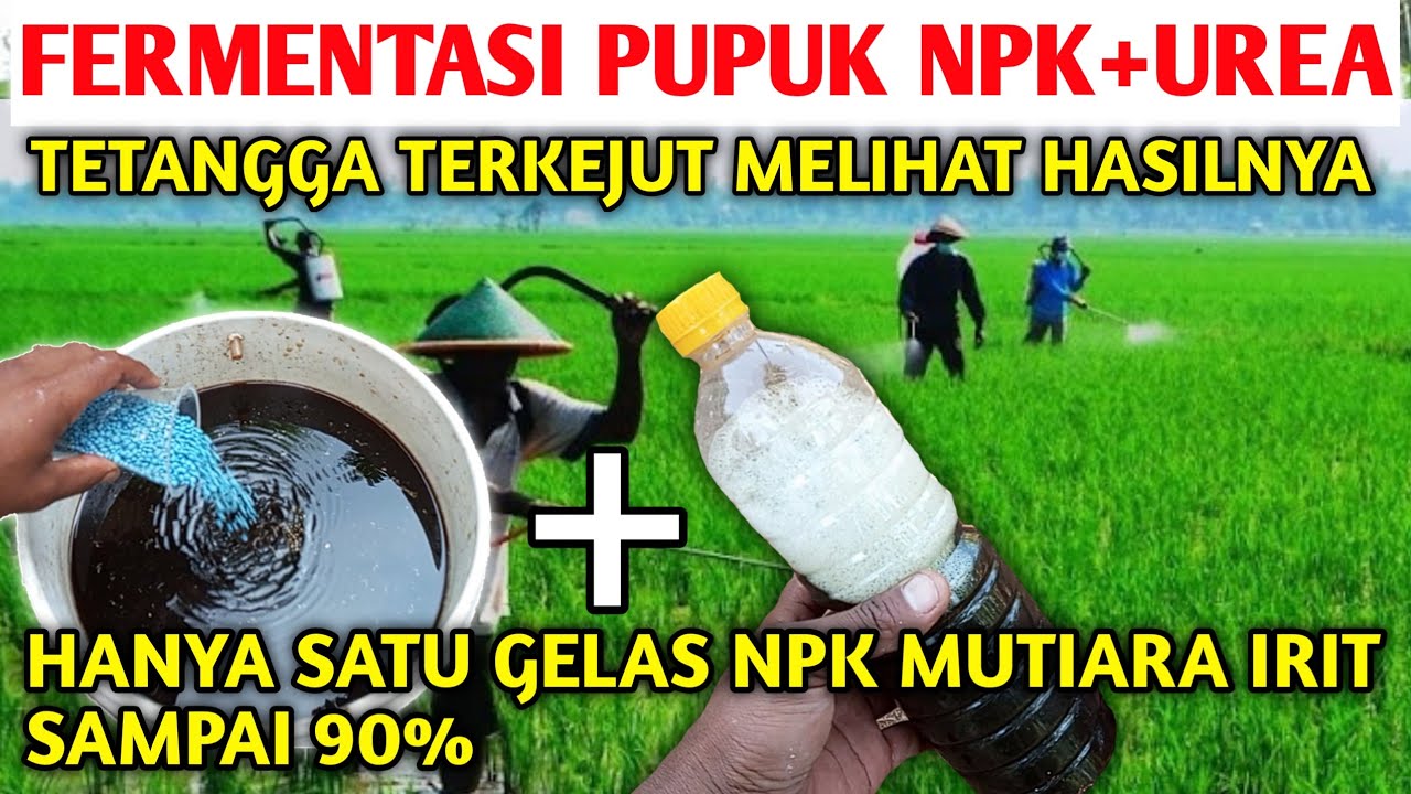Tetangga sebelah heran dengan Cara fermentasi pupuk kimia hasilnya luar biasa