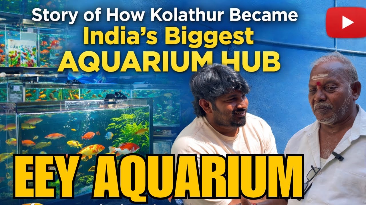 Kolathur Aquarium Fish Market History | Biggest Aquarium Hub in India | EEY Aquarium