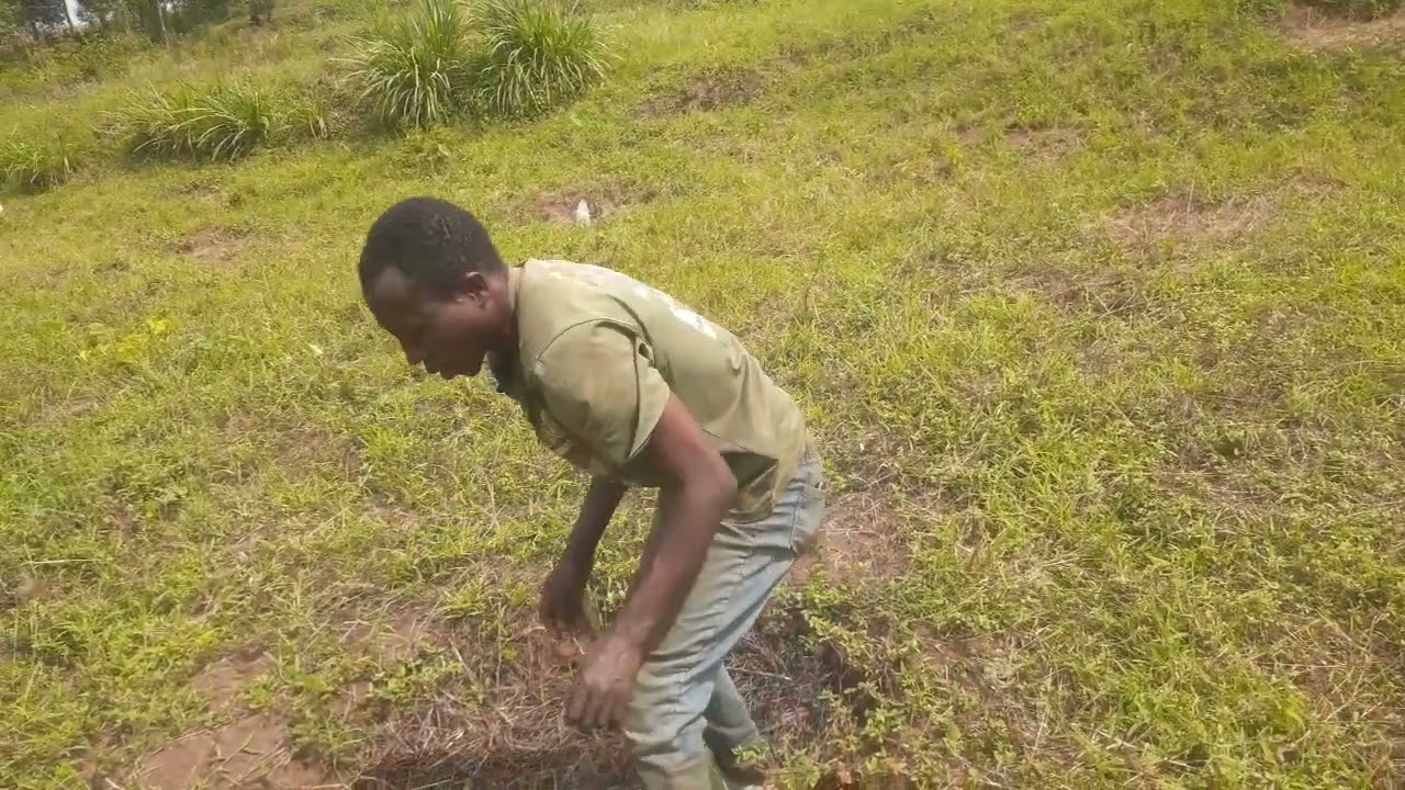 Gukora kinyamwuga bituma ntacyo wabona gipfa mubuhinzi ngo ubyemere.Eng.Ally,0788549685