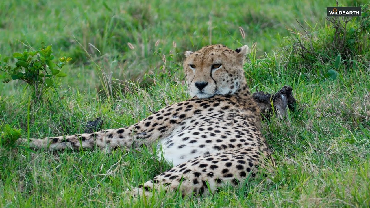 Гепарды, львы и слоны &mdash; SafariLIVE Catch Up, 17 января 2026 г.