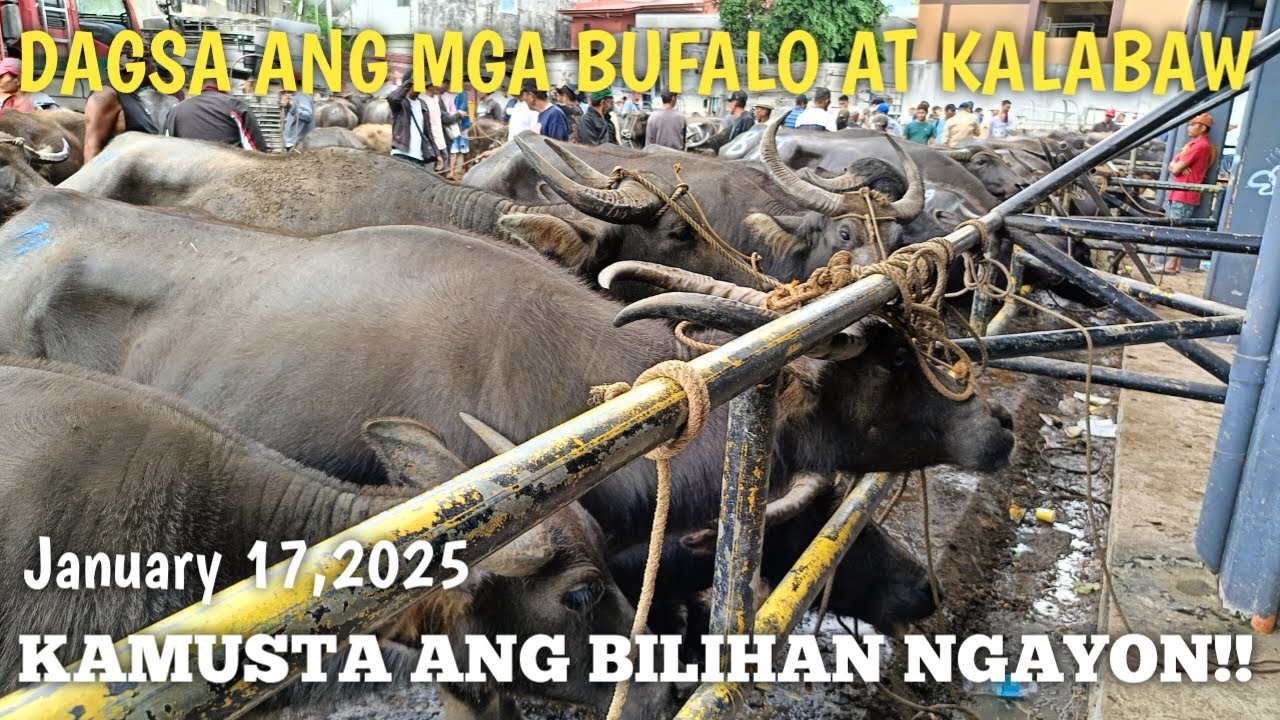 Mga Bufalo at Kalabaw Dagsa ngaun!Padre Garcia Batangas