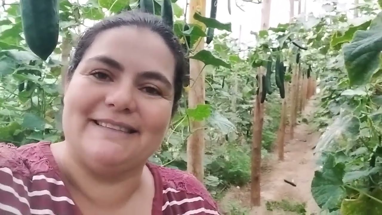 colheita de pepino na estufa e valor que estamos recebendo por caixa 🌱🌱🥒🥒🥒