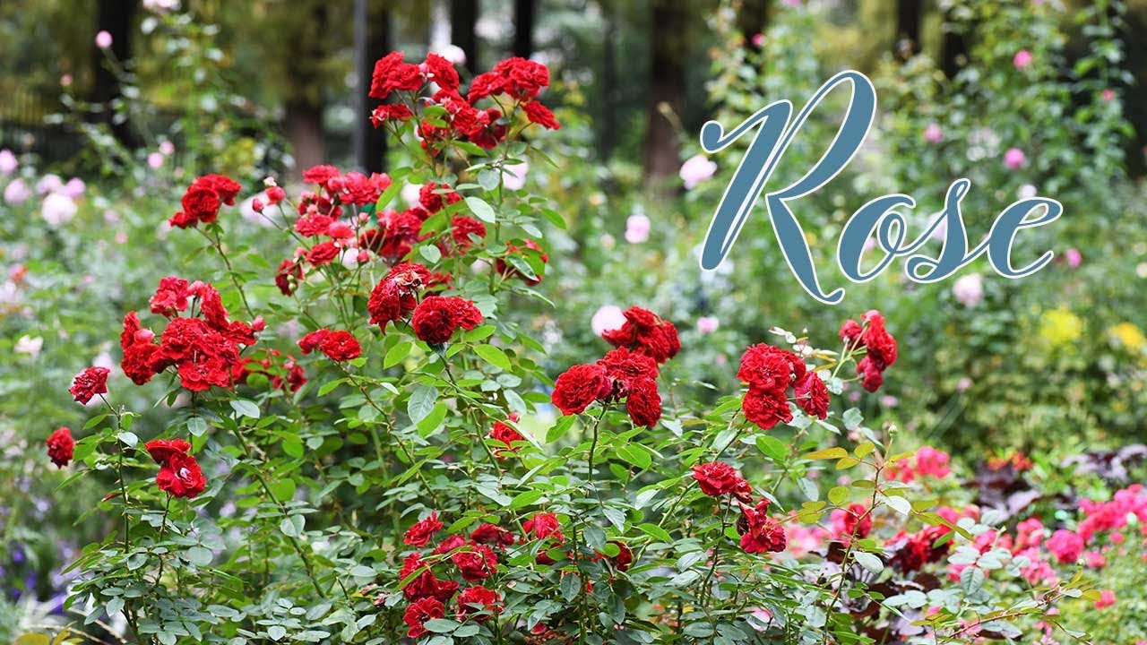 【バラ図鑑 21】四季の香 ローズガーデンの秋バラ29品種とハロウィン装飾