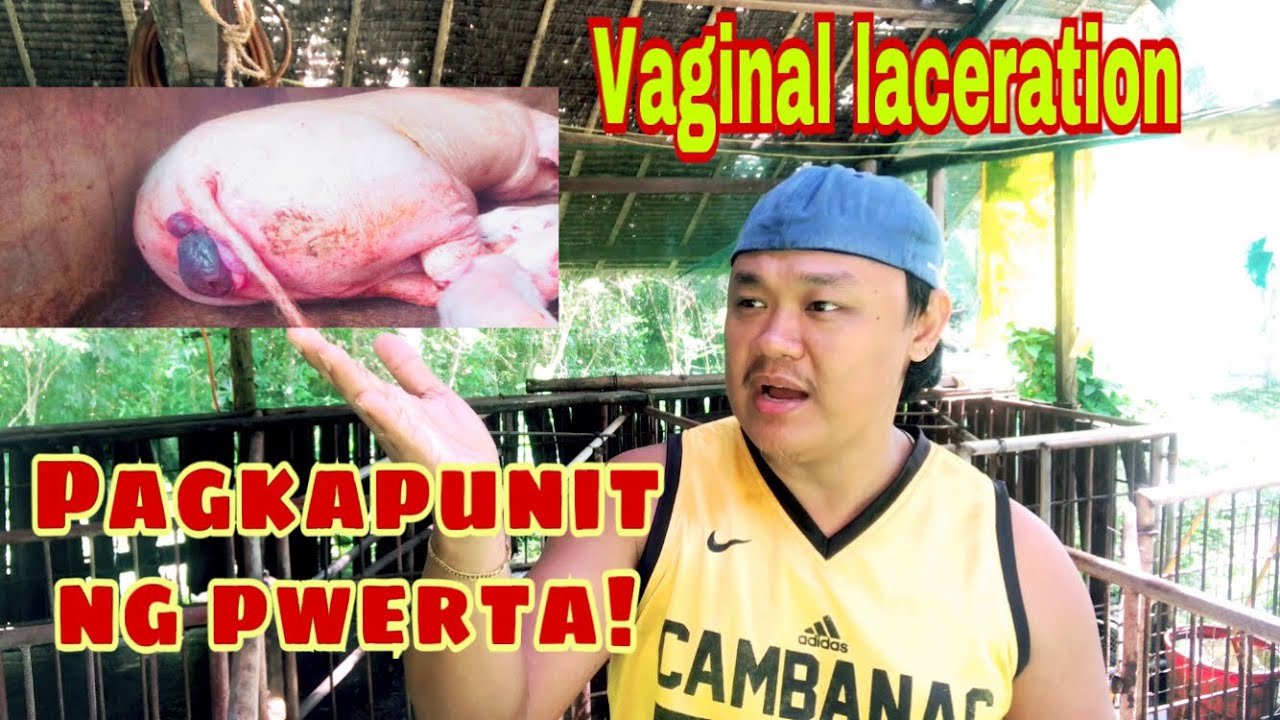 Paano maiwasang mapunit ang pwerta ng inhanin habang nanganganak para di ma infection | Ryan Patenio