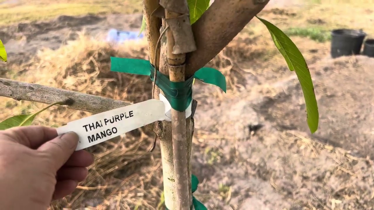 Planted Thai purple mango (Nam Doc Mai) fruit trees close to home