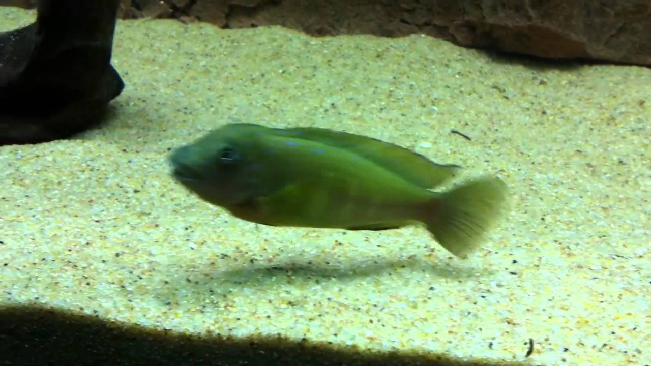 Energetic Eretmodus cyanostictus Kipili - PISCES