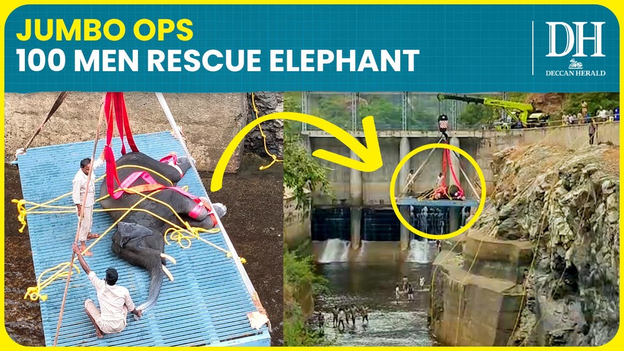 Karnataka: 12-Year-Old Elephant trapped in 60 foot canal; rescued by 100-member using crane