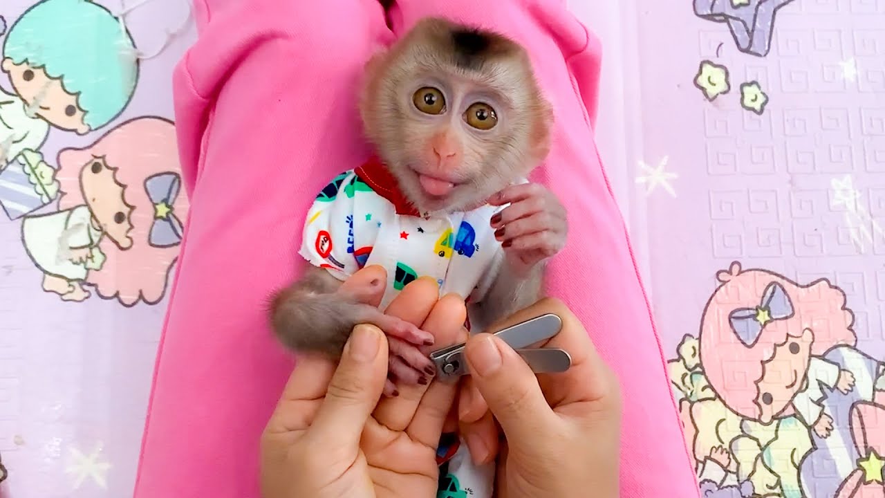 So cute!, Monkey Puka obediently let Mom cut his nails
