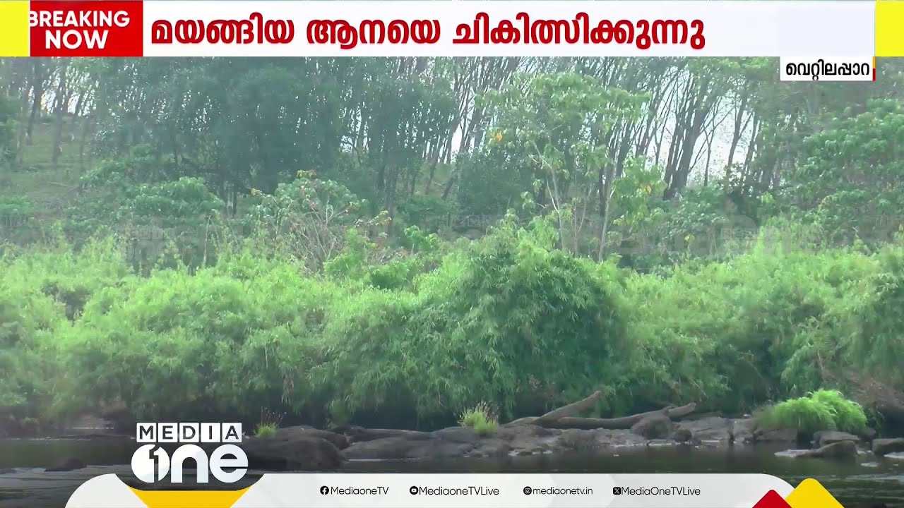 ആനയുടെ മുറിവിൽ പഴുപ്പ്; മയങ്ങിയ ശേഷം ചികിത്സ നൽകാൻ വിദഗ്ദസംഘം
