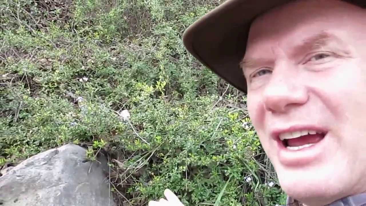 Fossils in the Sepulveda Pass with Paleontologist Ron Schmidtling