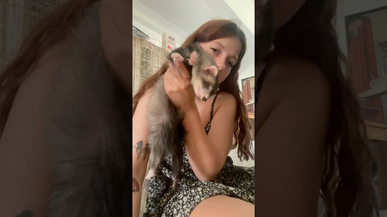 Deadsleep de Tsuki et Toka 🤩🫶🏻 #furet #furets #ferret #ferrets #cute #cuteferret #cuteanimals