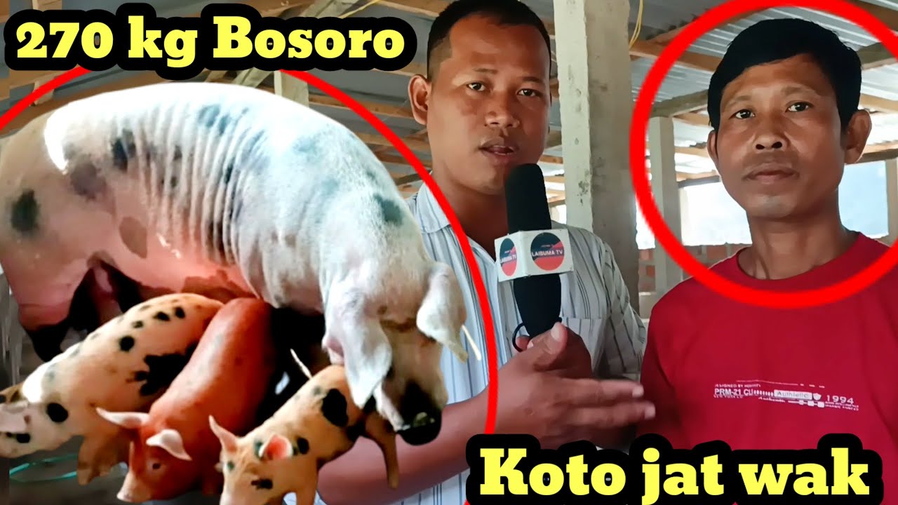 Wak kotojat Bwsa manthokgu Shyamnagar para Gabordi bai Takarjala kwcharo. 