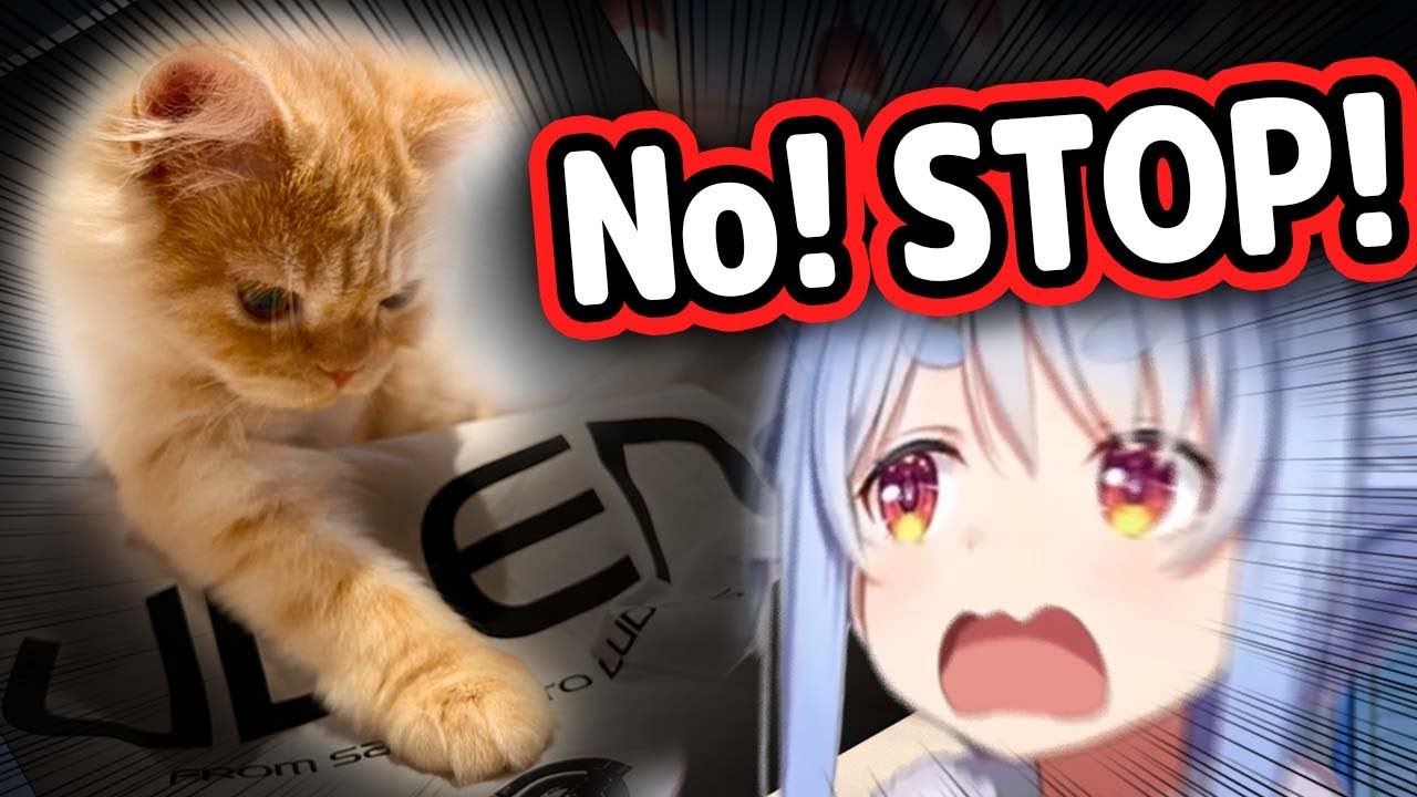 Pekora's Cat Interrupts Her Stream and Her Reaction Is Too Cute【Hololive】