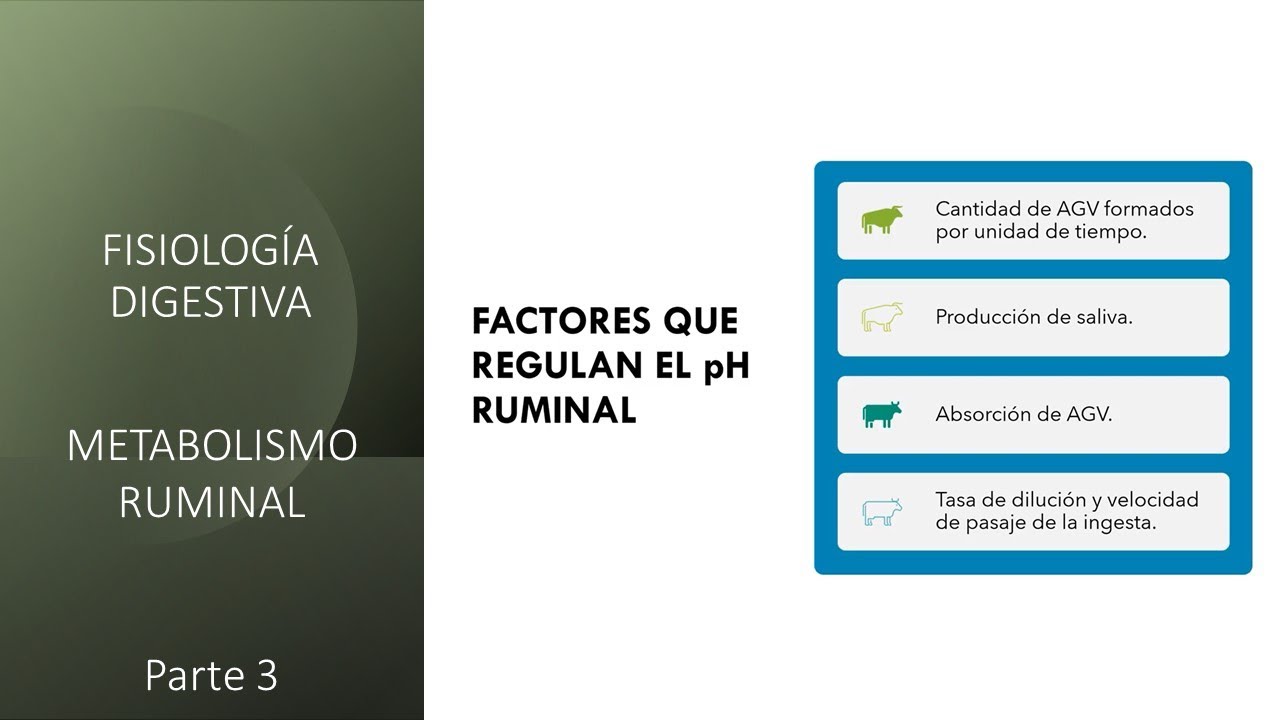 Fisiología digestiva: Metabolismo ruminal - Tercera parte -
