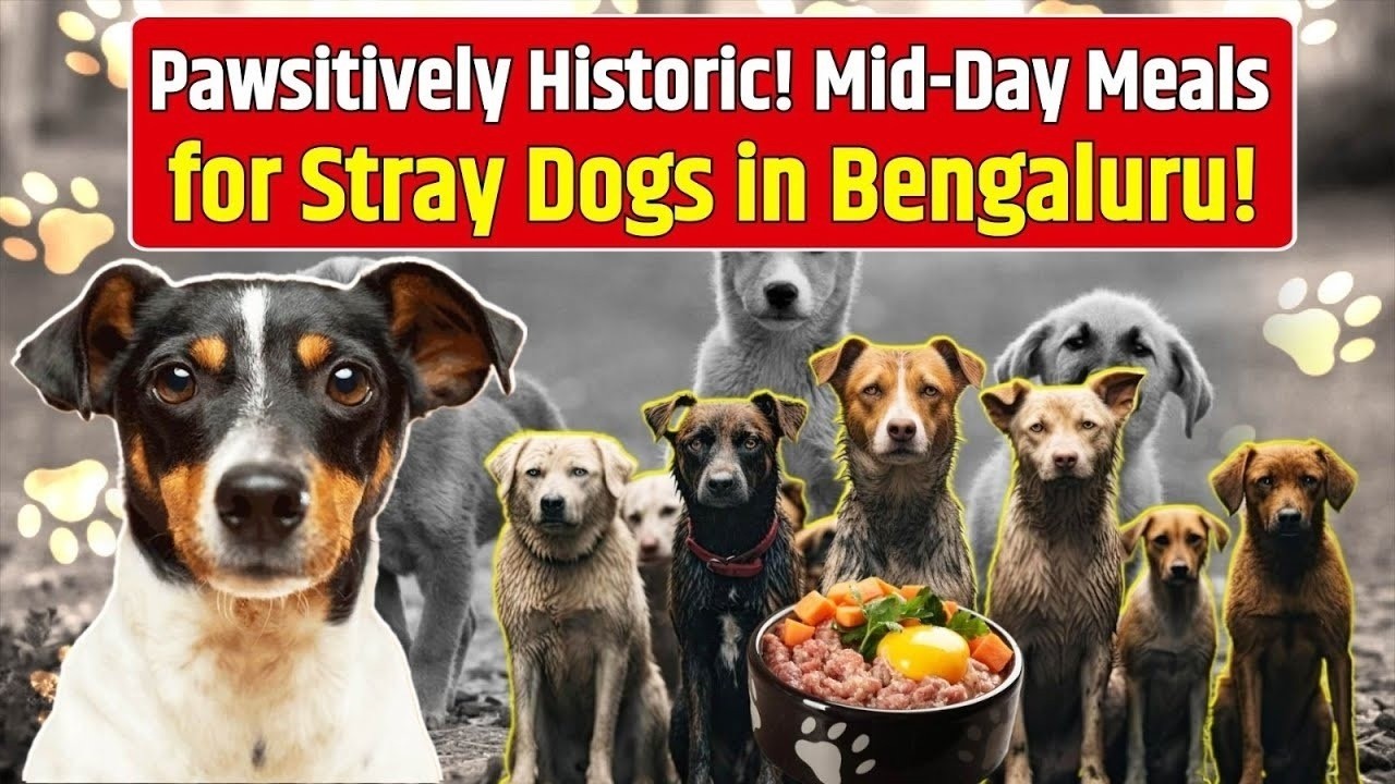 Congress Cares: First Ever Mid Day Meals for Bengaluru&rsquo;s Pawsters | Karnataka