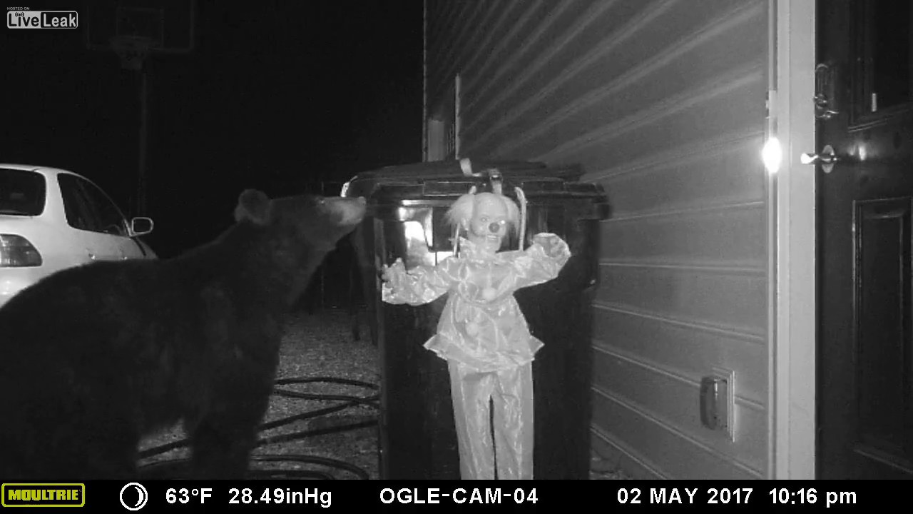Bear Gets Scared By Motion Activated Clown