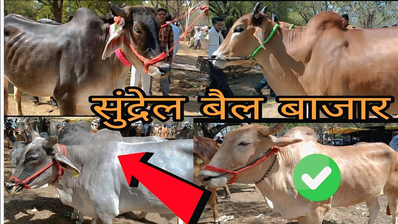 #sundrel बैल बाजार 2025🔥 !  बैल बाजार का धमाका! भारी भरकम बैलों की जबरदस्त खरीदारी #cow #bull #vlog