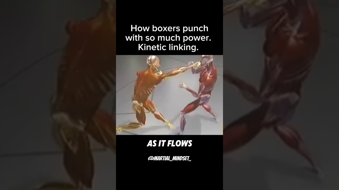 This is HOW Boxers hit so HARD. Kinetic Linking from Fight Science show. #boxing