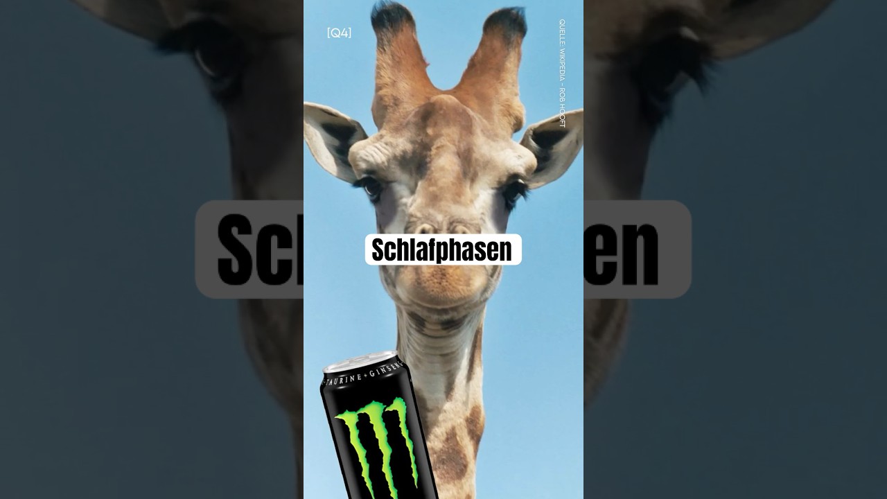 Schlafphasen #schlaf #sleep #animals