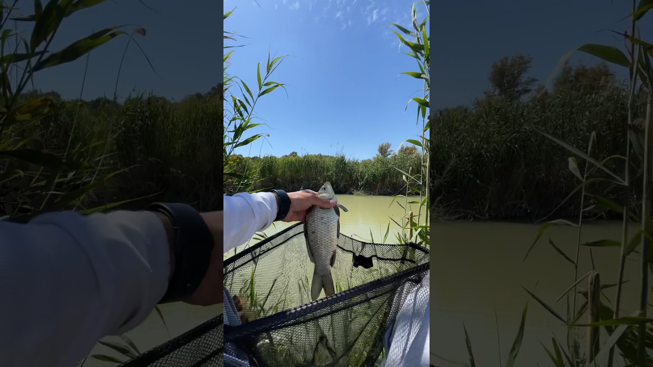#fishing