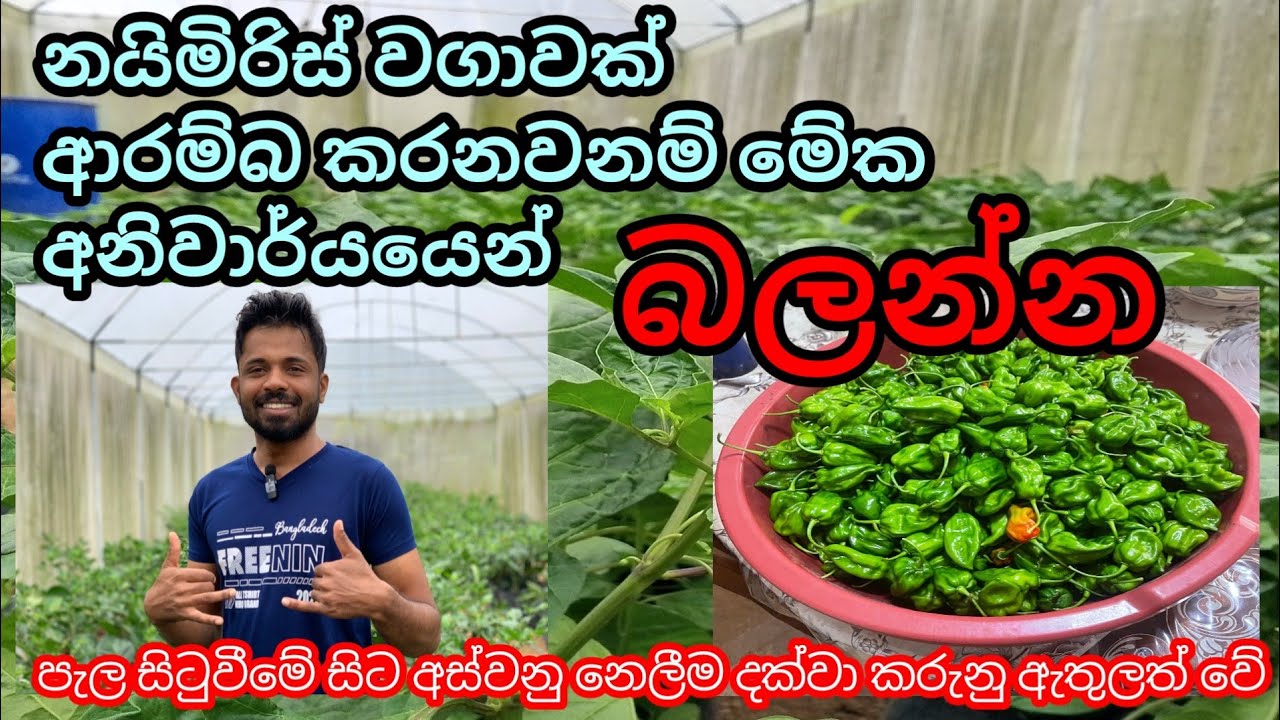 නයිමිරිස් වගාව පිලිබදව සම්පූර්න තොරතුරු | Nai Miris Wagawe Thorathuru | Hiru Plant Nursery