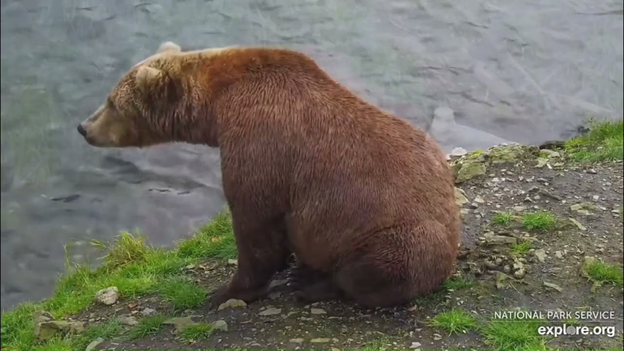 Explore.org Fat Bear Week 2023 Hype Video