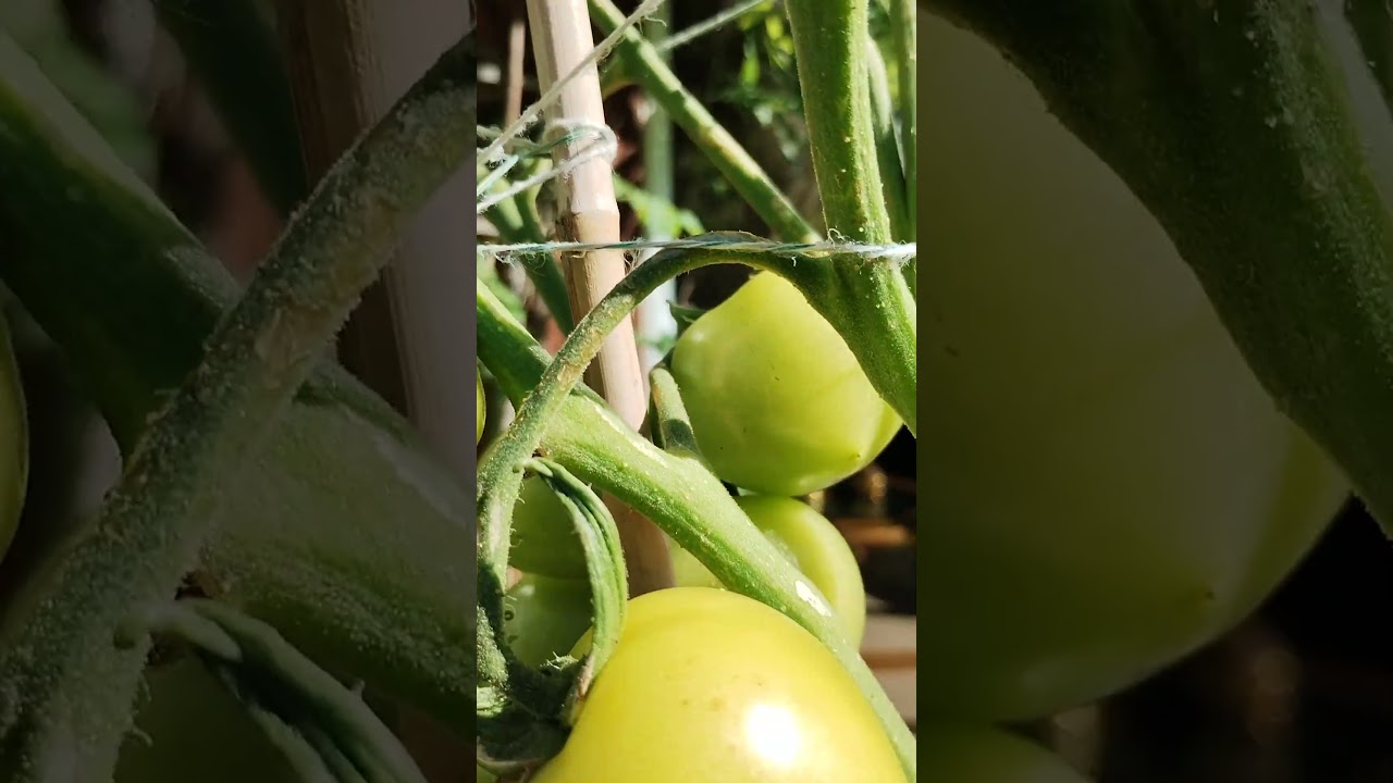 Organic tomatoes in The UK garden 