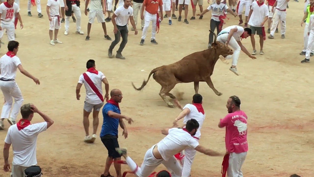 Running of the Bulls in Pamplona, Spain: running of bulls, Spanish Bull Run, Pamplona Bull Ring