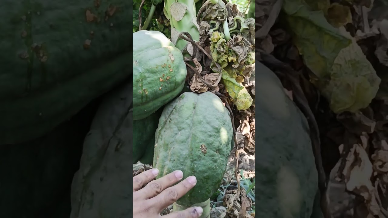 Papaya Leaf Curl Virus (PLCV) – Causes, Symptoms & Control 