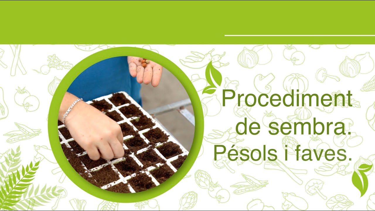 Procediments de Sembra - P&eacute;sols i Faves - Varietats Tradicionals Valencianes II