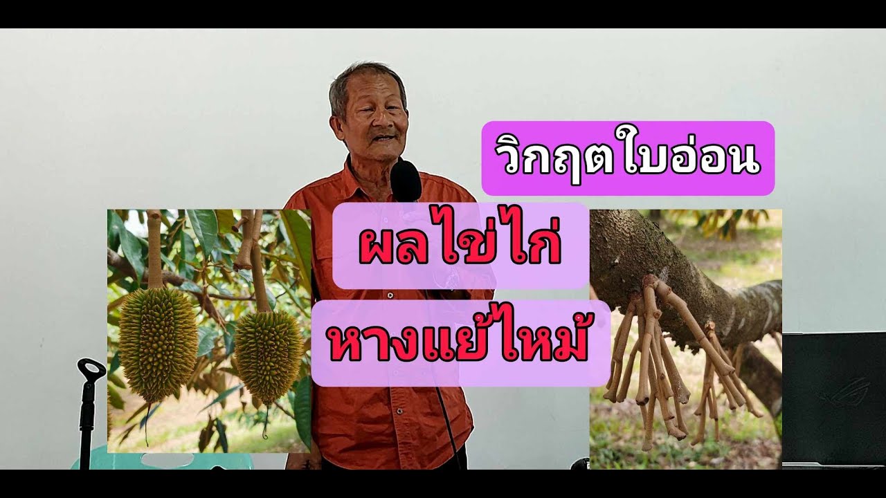 NR-EP119 ลุงนิรันดร์เล่าแนวทางรับมือใบอ่อน  ทำอย่างไรให้หางแย้ไม่ร่วง ลูกไม่สลัด