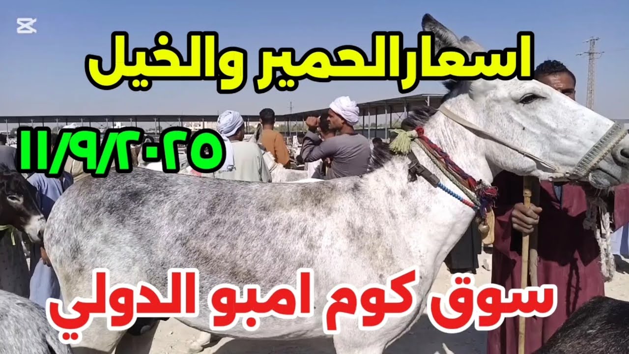 اسعارالحمير والخيل  واتفرجوا على اغلي حمار  فى اسوان ١١/٩/٢٠٢٥