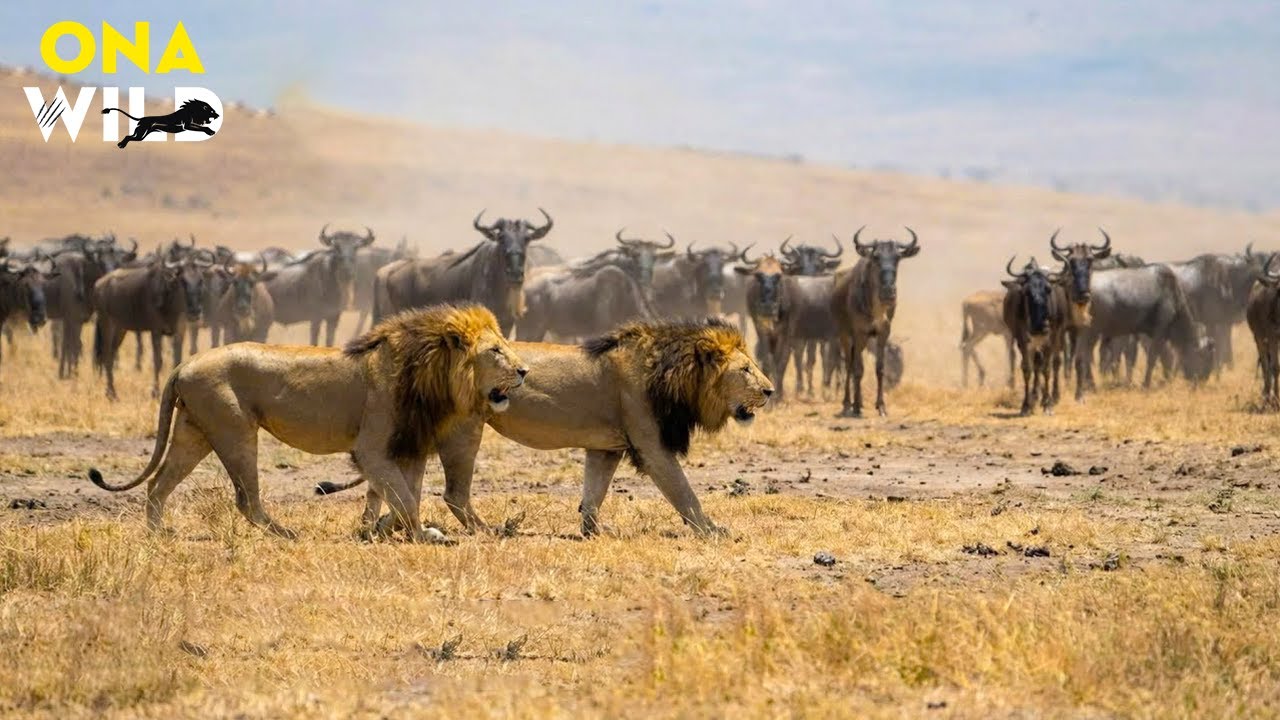 SERENGETI LION: The Truth Behind the “King” | 