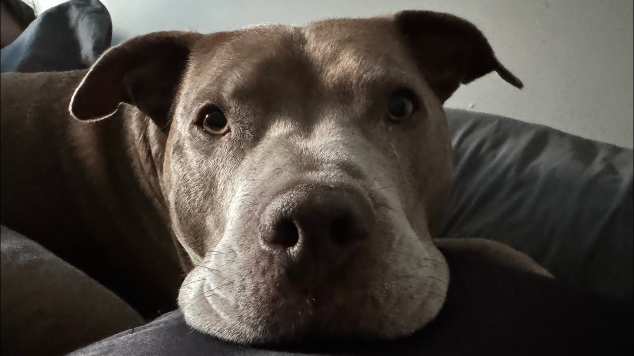 ASMR Petting My Dogs (lofi, mouth sounds)