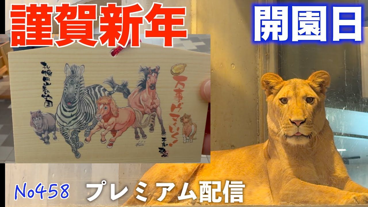 No458　2026年元旦　円山動物園　ライオン　開園日　プレミアム配信　カフェバー　#lion #オリトファミリー　#zoo
