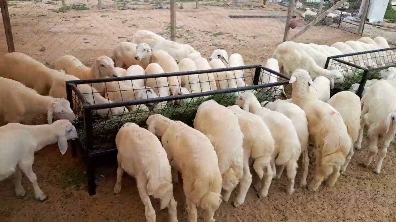 استقبال الاغنام