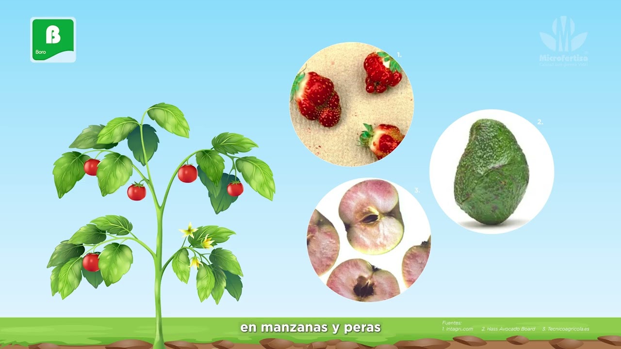 Grupo I Elementos menores Boro,Zinc y cobre_La U Microfertisa (parte 2)
