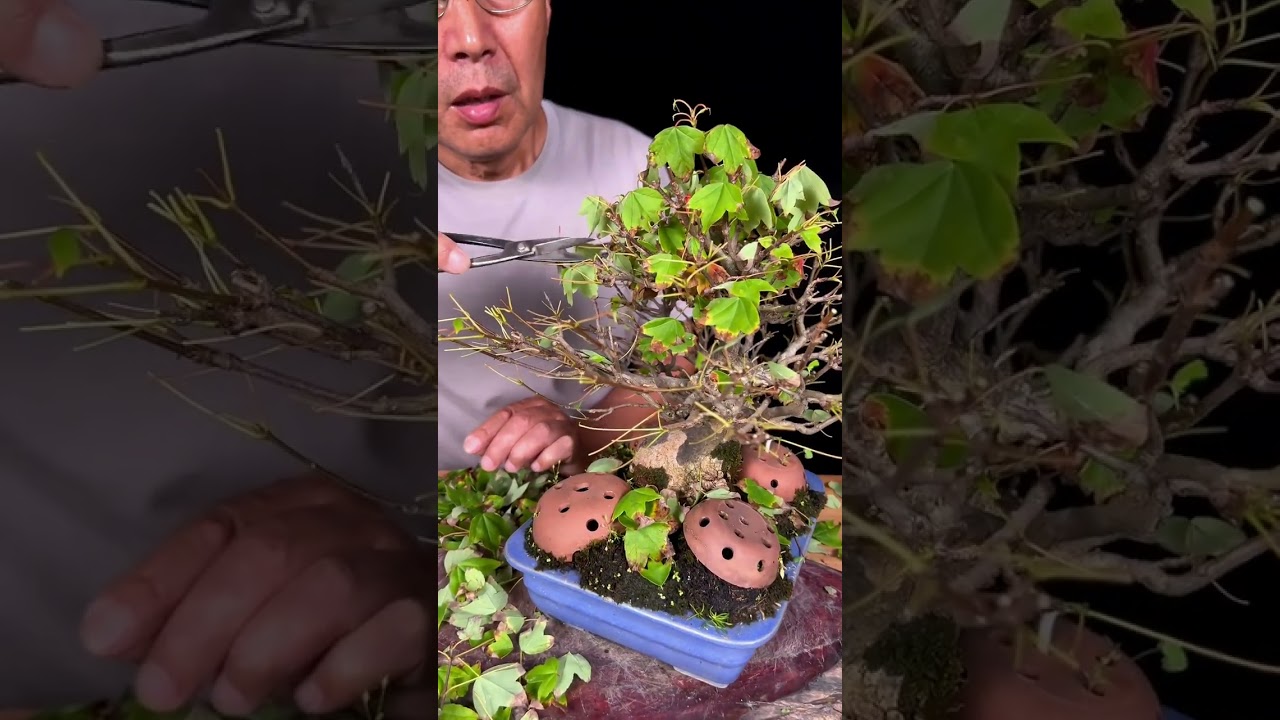枫树盆景如何摘叶？何时摘叶？摘叶后如何养护？枫树盆景出现焦叶如何处理？#盆景 #枫树盆景 #盆景制作