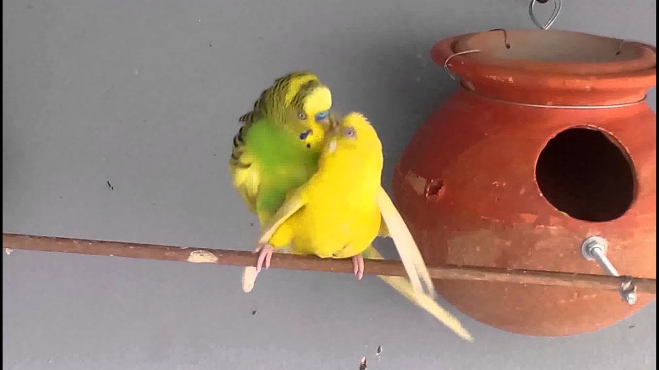 Budgies/parakeets mating & dancing