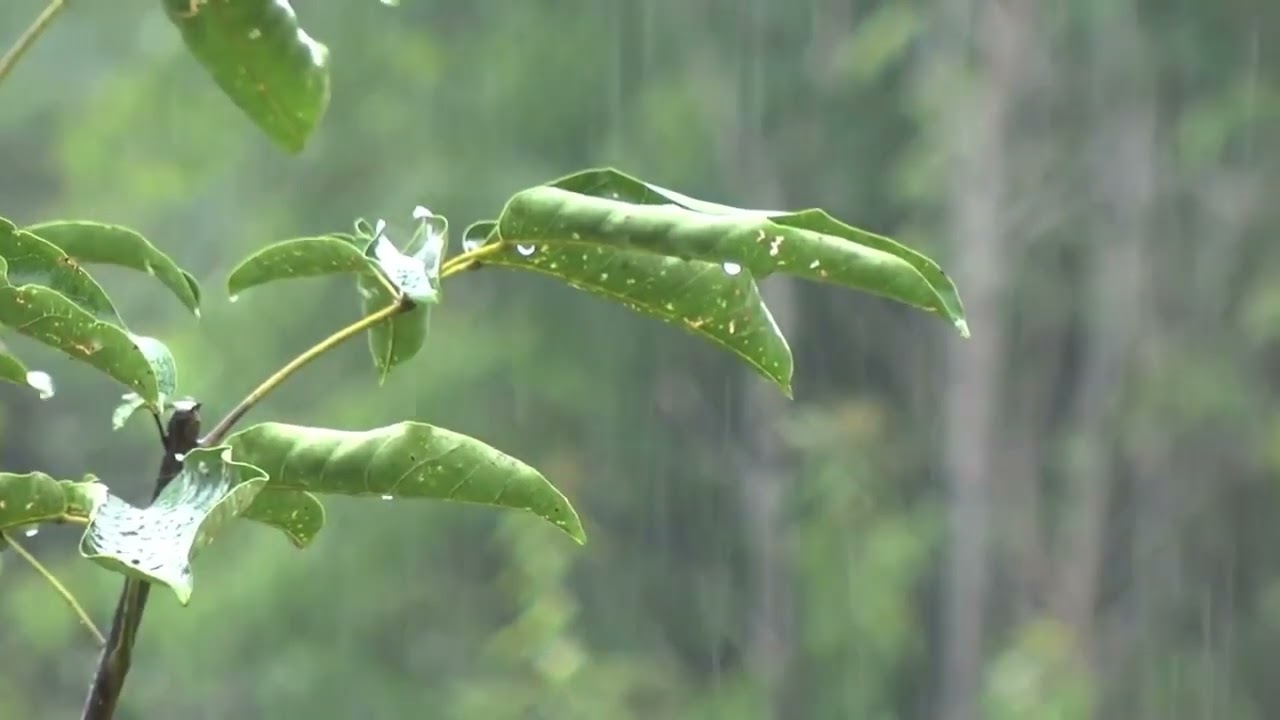 Som da chuva, barulho de chuva para relaxar e acalmar