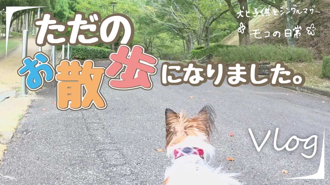 火傷対策！暑い時期のお散歩は難しい／山なら少しは涼しいかな？【モコの日常】Vlog