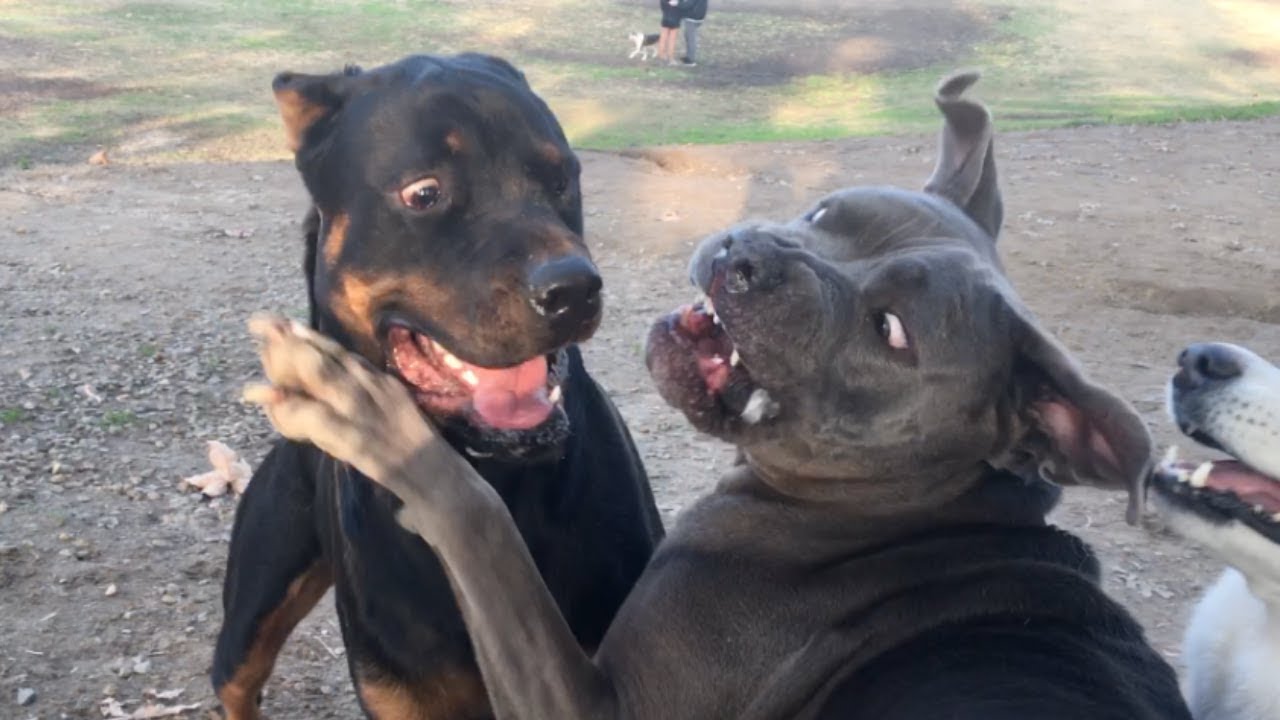 Cane Corso/Pit Guards from Rottweiler