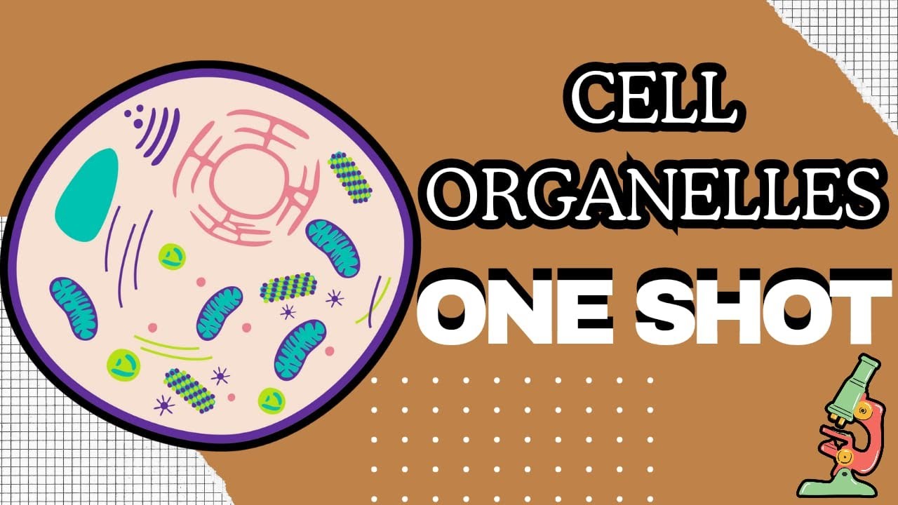 “All Cell Organelles Explained in ONE Video | Plant vs Animal Cell Organelles | Biology Made Simple”