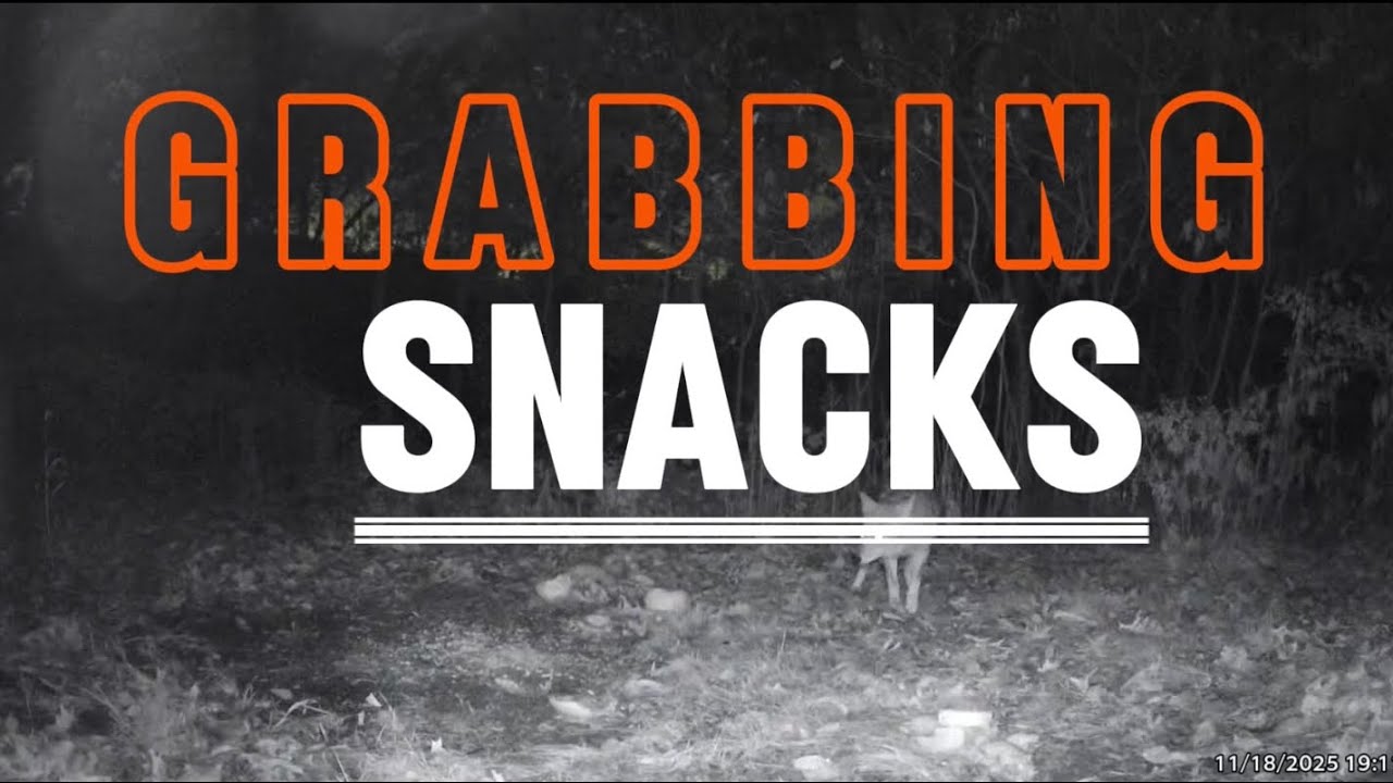 Grabbing Snacks 