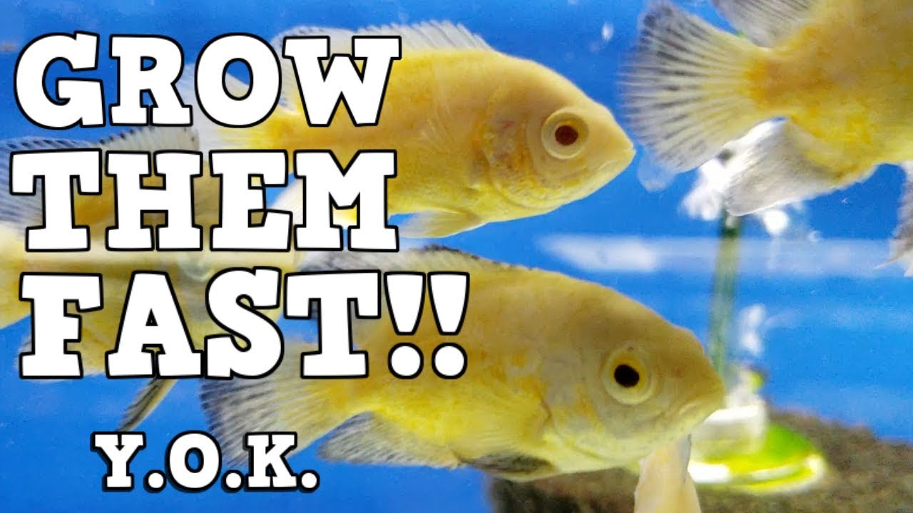 The Formula To Grow Fish Fast! You Oughta Know How To Grow Massive Fish!